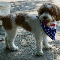 Alex's dog, Faith